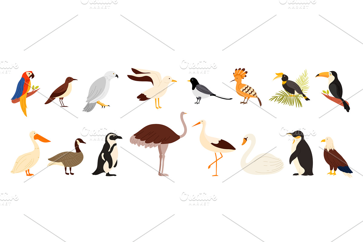 Different birds of world set, an Animal Illustration by Flashvector