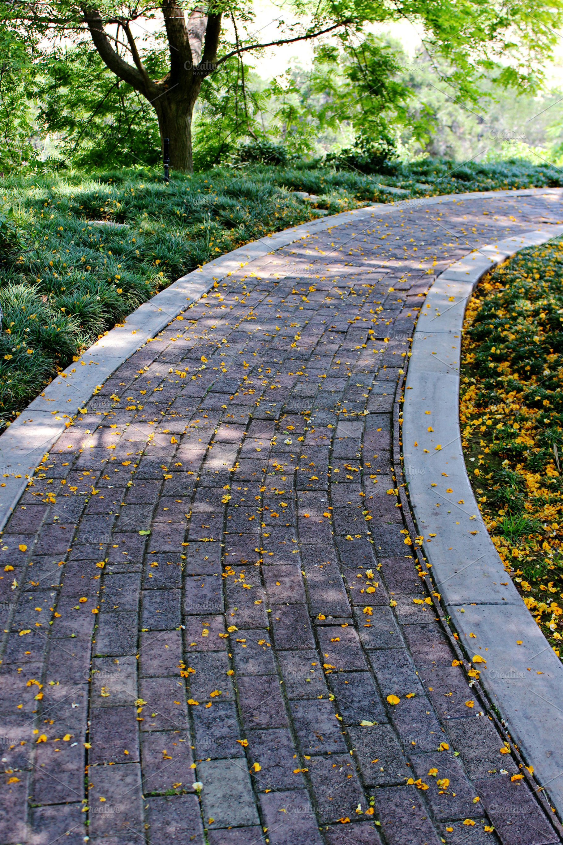 Winding Walkway, a Nature Photo by Erica Patstone
