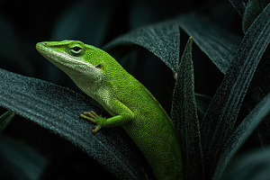 Green lizard on dark green leaves vi, a Photo by Pixeness Studio