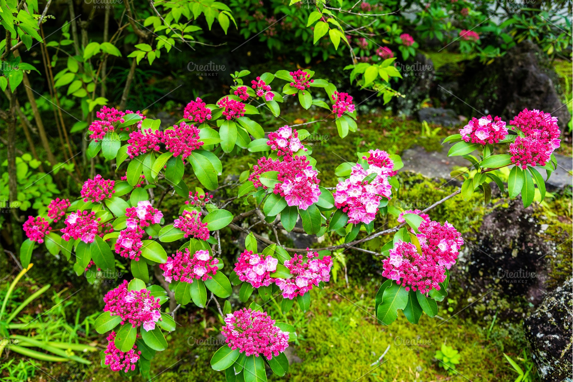 Cherry blossom in Koko-en garden - Himeji, a Nature Photo by Leonid Andronov