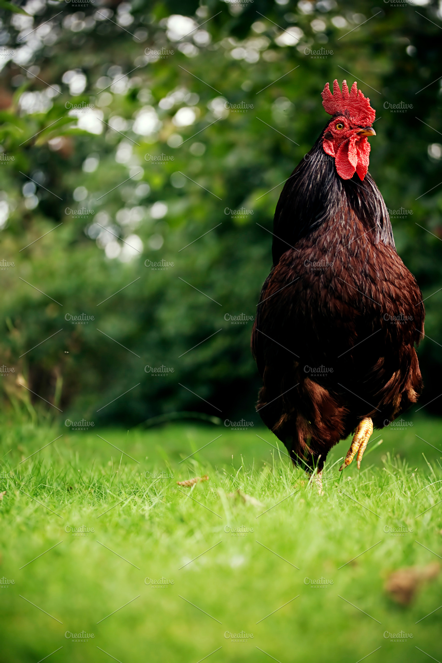 Rooster Containing Rooster Chicken And Farm Animal