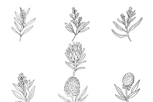 Australian Native Flowers Clipart