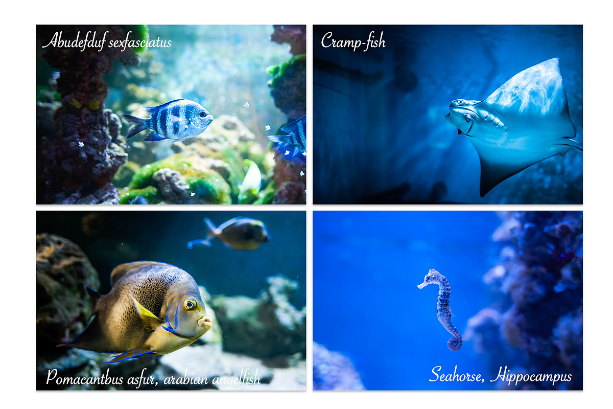 Under the sea BUNDLE, an Animal Photo by WildStrawberry Magic (Photo 3 of 6)