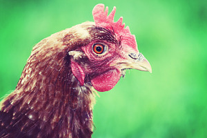 Chicken head, an Animal Photo by BOOCYS