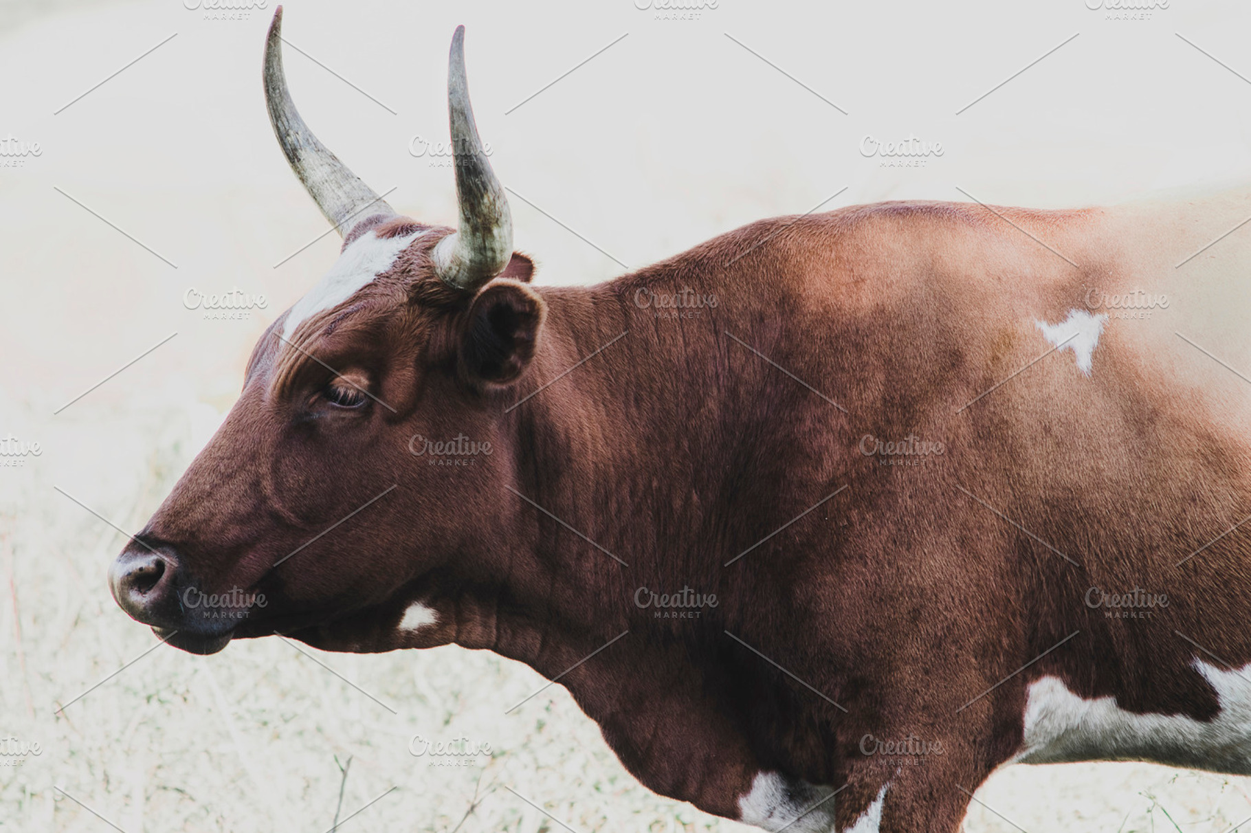 Minimalist Nguni Cow Landscape, an Animal Photo by René Jordaan Photography