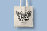 Insects - Vintage Illustrations, an Illustration by Graphic Goods (Thumbnail 8 of 10)