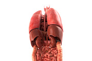 Human internal organs, a Characters & Person 3D Model by konstantin.ermolaev (Thumbnail 5 of 46)
