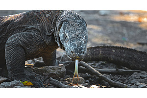 Komodo dragon flicking its forked
