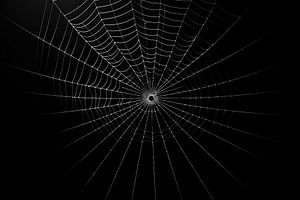 Scary Big Spiders Web Isolated On Bl