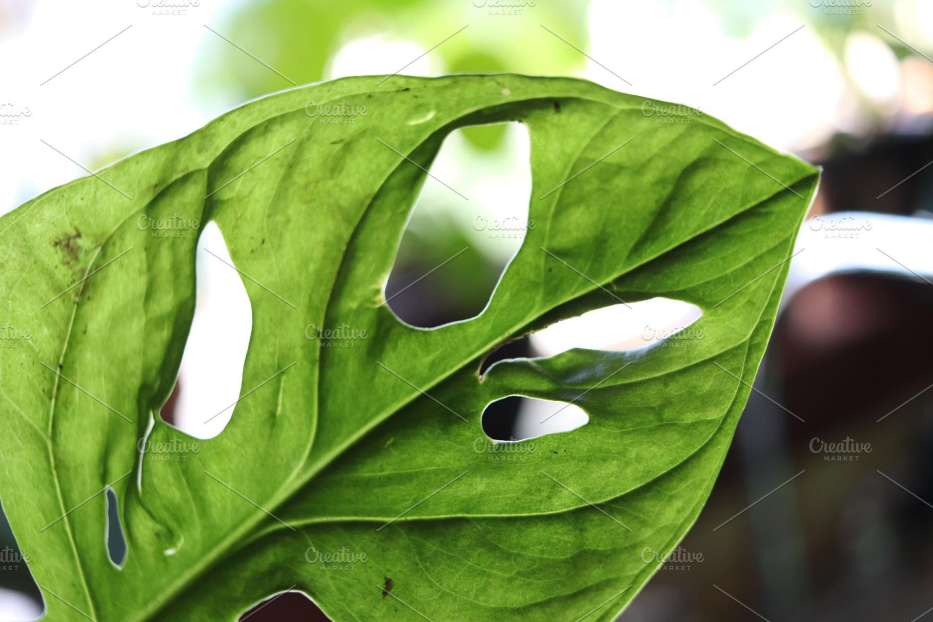 Monstera Adansonii Photograph, a Nature Photo by AmandaFagan