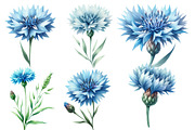 Watercolor Blue  Cornflower Clipart, an Illustration by Designworld (Thumbnail 4 of 6)