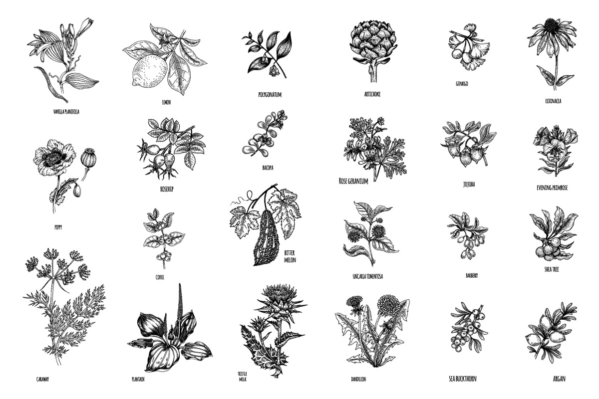 Set 40 hand drawn plants., an Object Graphic by MarinaVorontsova (Photo 3 of 8)