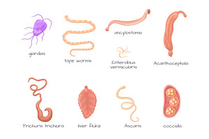Human parasites. Intestinal parasite, an Object Illustration by Stock-Smart-Start