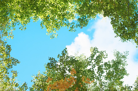 birch tree foliage in morning light, a Nature Photo by AlexBush