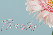 Sheraton Script, a Script Font by Areatype (Thumbnail 7 of 7)