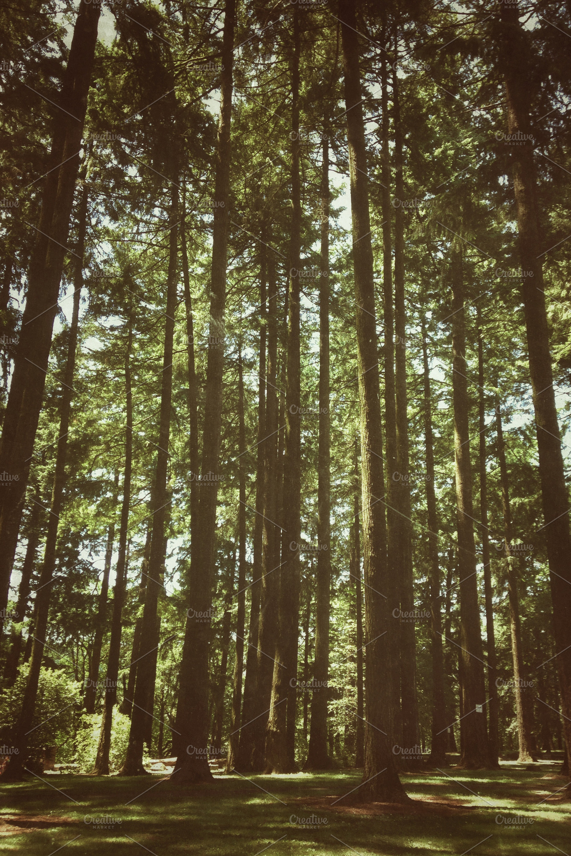 Lo-fi Sellwood Park Snapshot