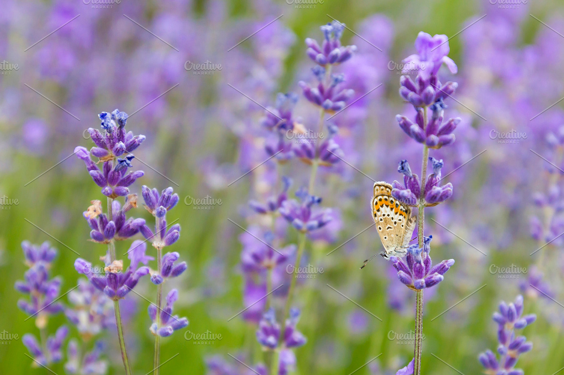 Summer Flowers. Lavender., a Nature Photo by Vector beauty