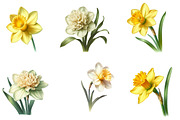 Watercolor daffodil Clipart, an Illustration by Designworld (Thumbnail 2 of 5)