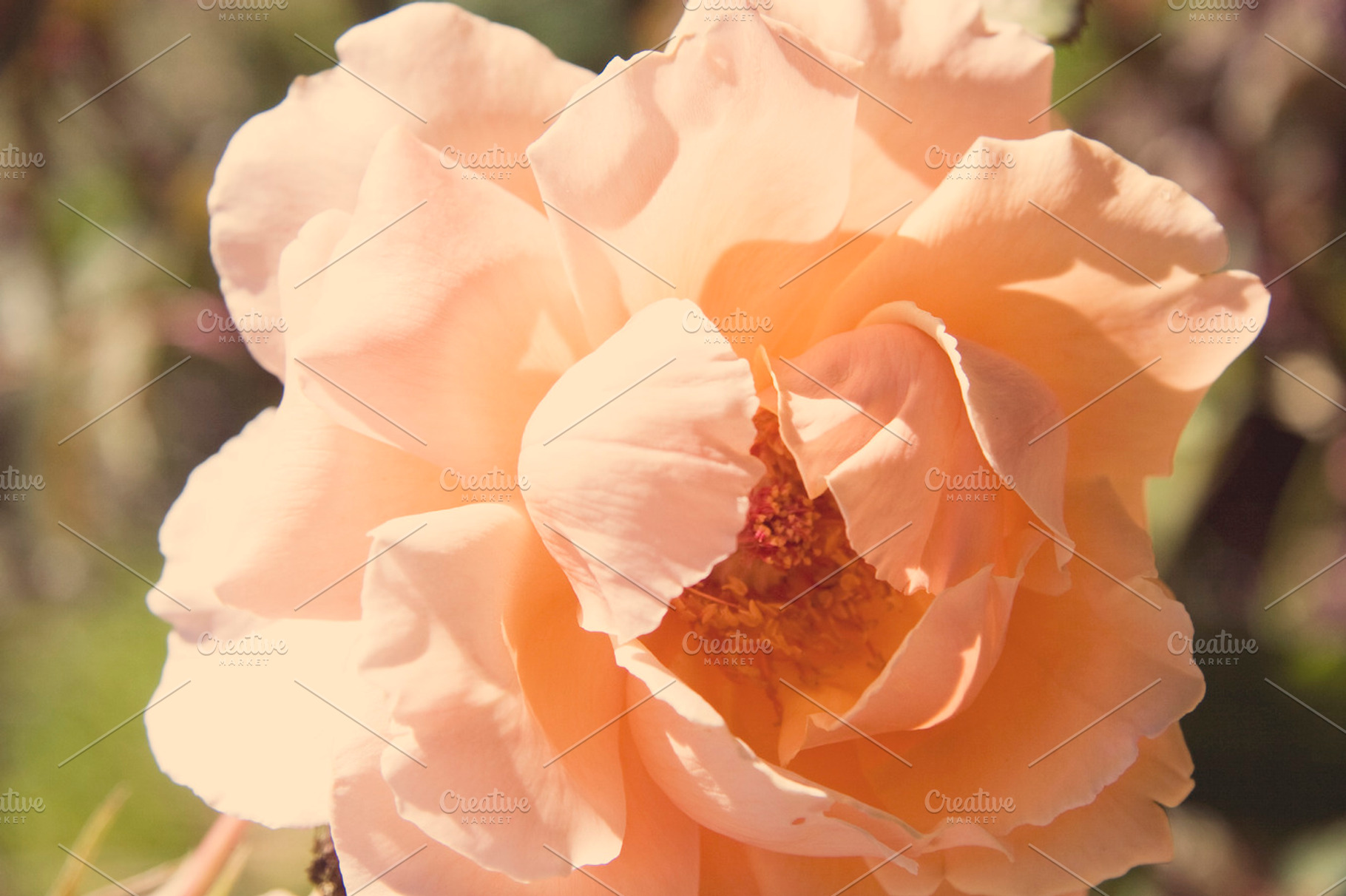 Peach bloom photo stock photo containing peach and bloom, a Nature Photo by Tien Frogget