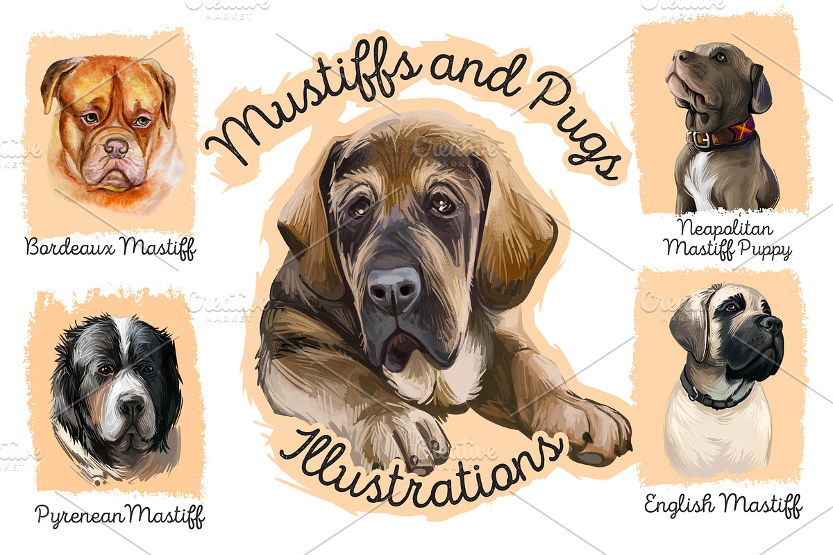 Mastiffs and Pugs 34 PSD Dogs Set, an Animal Illustration by Dneprstock (Photo 1 of 15)