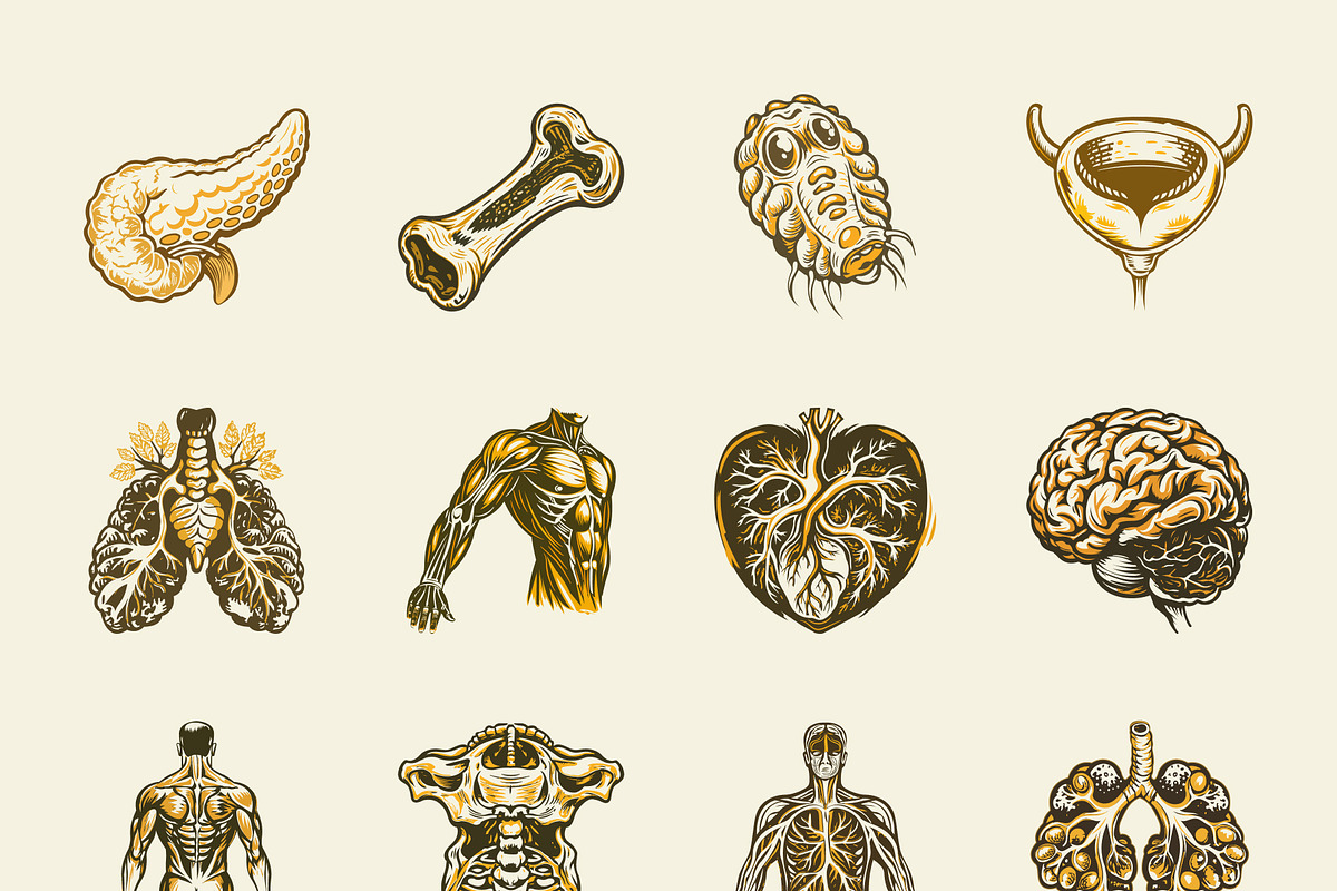 Vintage Antique Anatomy Illustration, a Healthcare Illustration by Creative Stall (Photo 7 of 8)