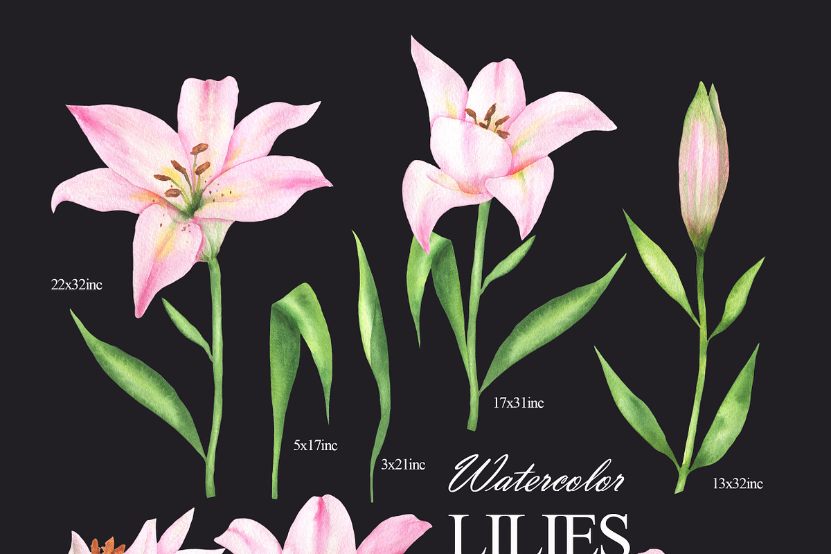 Pink lilies watercolor clipart set, an Illustration by OlDm_Shop (Photo 3 of 10)