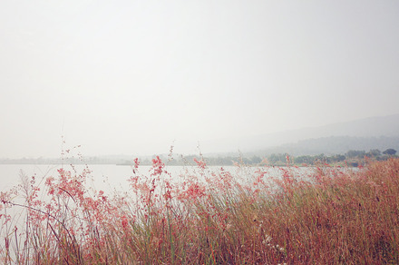 Beautiful Grassland By A Reservoir Featuring Flower Pastel And Pink preview 5