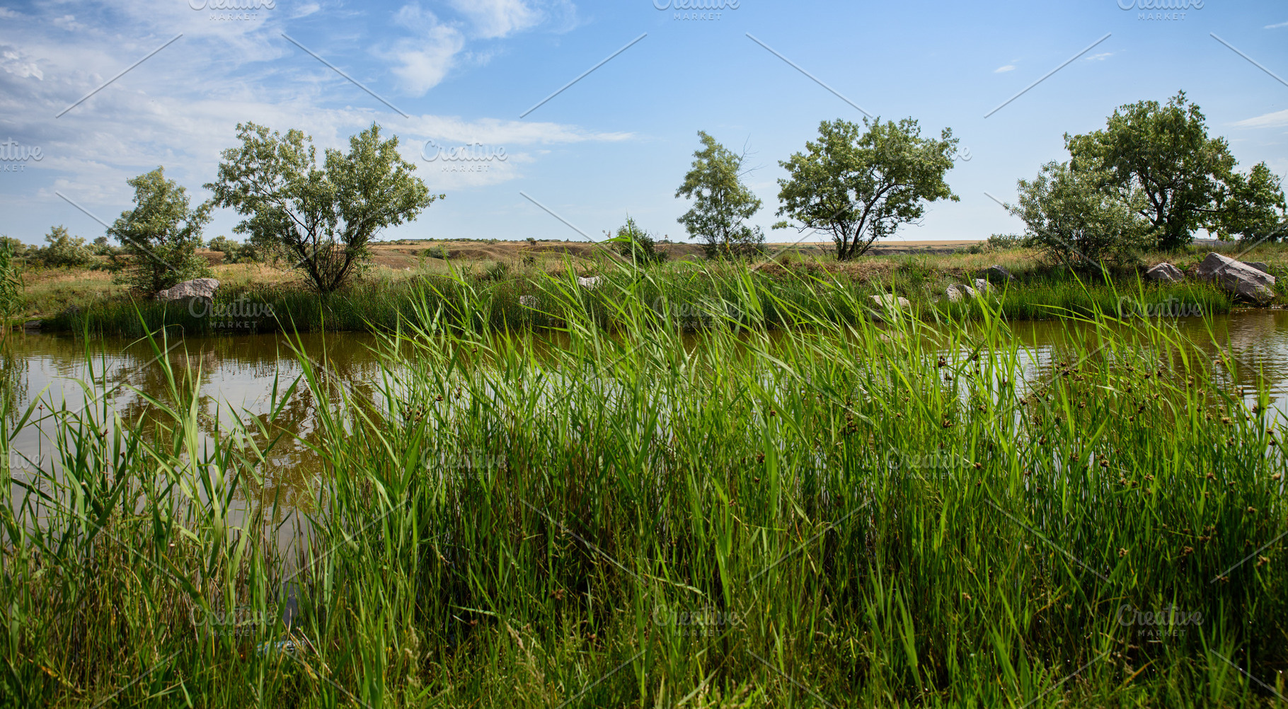 A thicket of reeds on the shore of a small pond. In the backgrou, a Nature Photo by ndanko