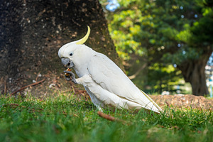 Sulphur-crested cockatoo foraging in a park in Manly, Sydney, Au, an Animal Photo by GoodGoods
