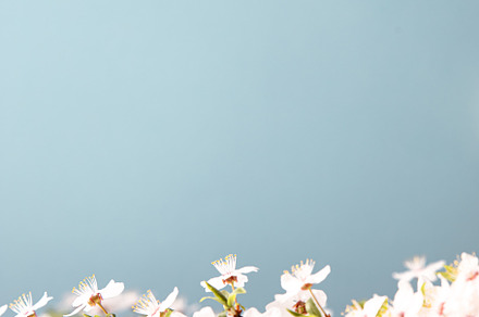 Spring background with beautiful white flowering branches. Natur, an ...