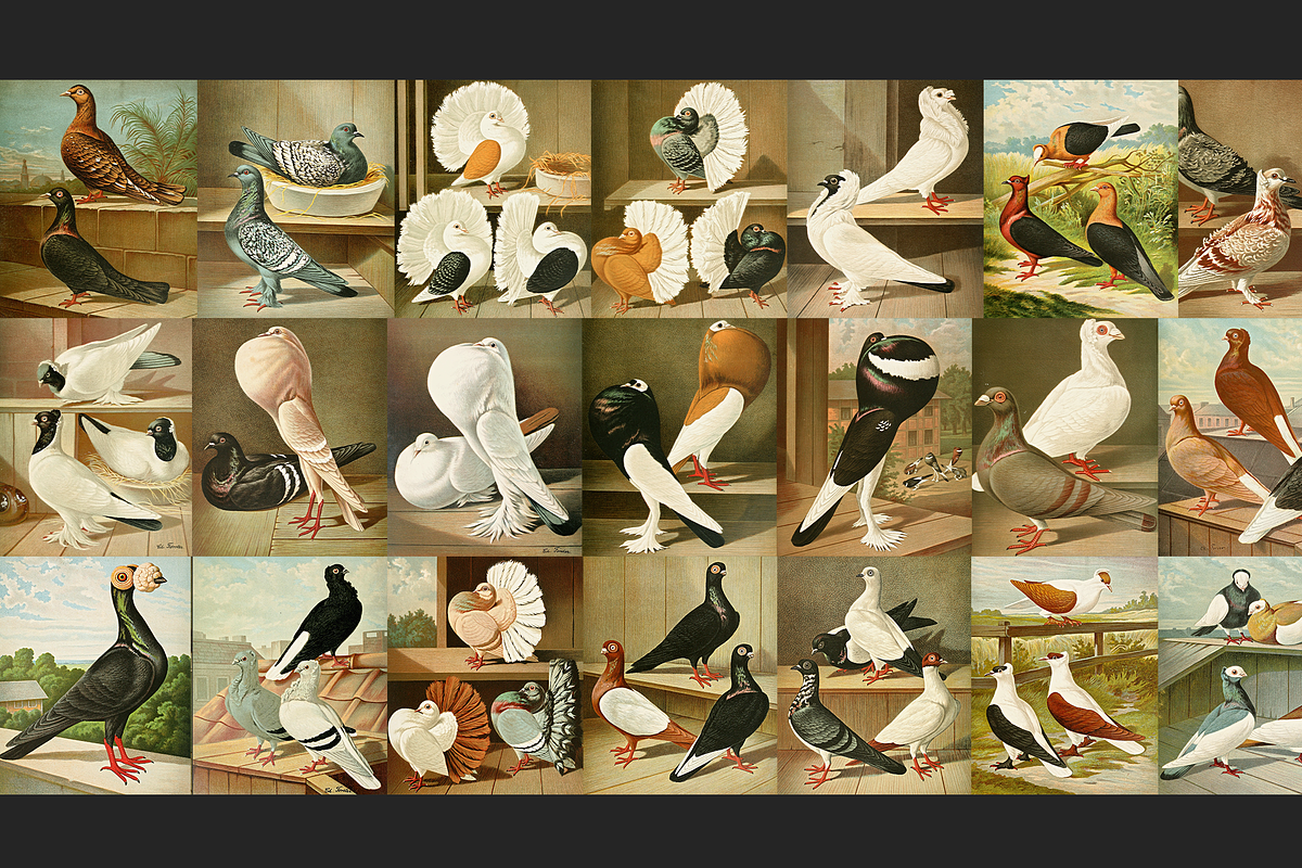Illustrirtes Mustertauben-Buch, an Animal Illustration by Digital Museum (Photo 2 of 9)