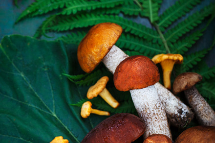 Fresh uncooked wild mushrooms on rus