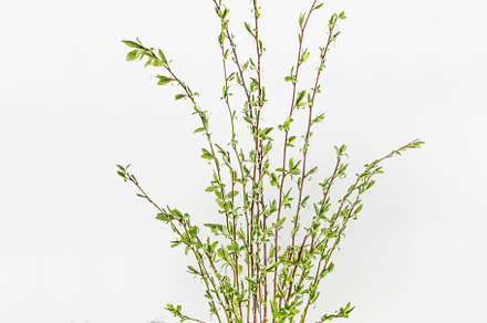 Springtime branches on white