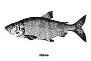 Fish collection, part 3, a Food Illustration by ZotovShop (Thumbnail 5 of 11)