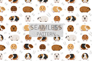 Teddy Guinea Pig set, an Animal Illustration by pet design shop (Thumbnail 4 of 4)