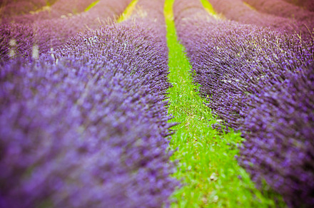 Sunset over a summer lavender field stock photo containing lavender and field, a Nature Photo by Dvoevnore photos