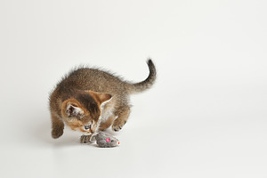 Cute fluffy kitten playing with a toy mouse, an Animal Photo by ndanko
