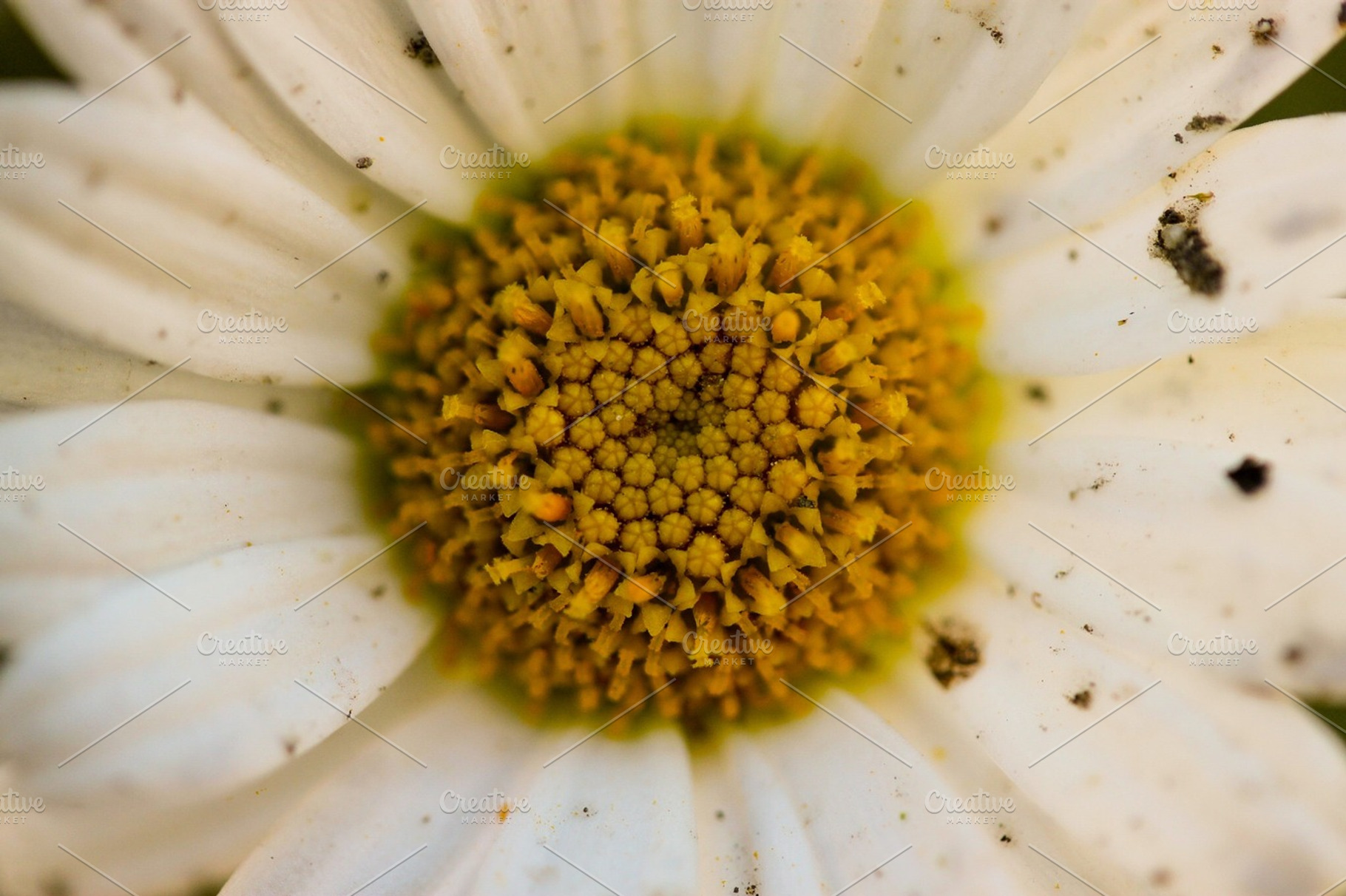 Daisy stock photograph, a Nature Photo by Bridise
