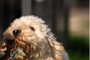 Maltipoo Puppy Looking Up with Toy, an Animal Photo by MadPhotos