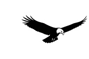 Powerful eagle flying wall art desig, an Illustration by Amazin_art (Thumbnail 13 of 31)