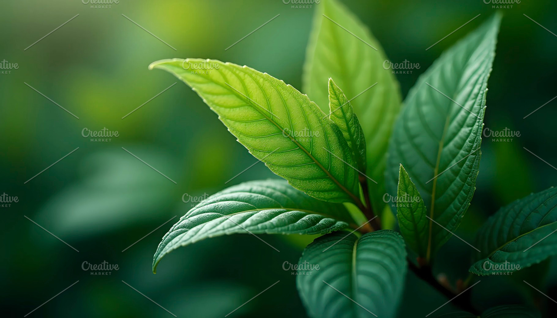 Detailed Leaf Pattern Macro Backgrou, a Photo by LOGOCREATIVE