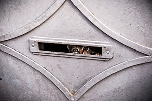 Cat stock photo containing cat and kitty
