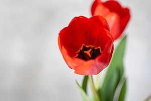 Beautiful red tulips in the vase, a Nature Photo by Anna Bogush