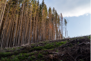 Split frame of towering spruce trees, a Nature Photo by Stockphoto by vzwer