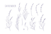 Lavender flowers herb set, a Healthcare Illustration by RoMashkaVector (Thumbnail 2 of 2)