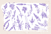 Lavender sketch illustration, a Decorative Illustration by Samira (Thumbnail 5 of 10)