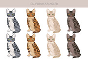 California Spangled Cat clipart set, an Animal Illustration by pet design shop (Thumbnail 4 of 6)