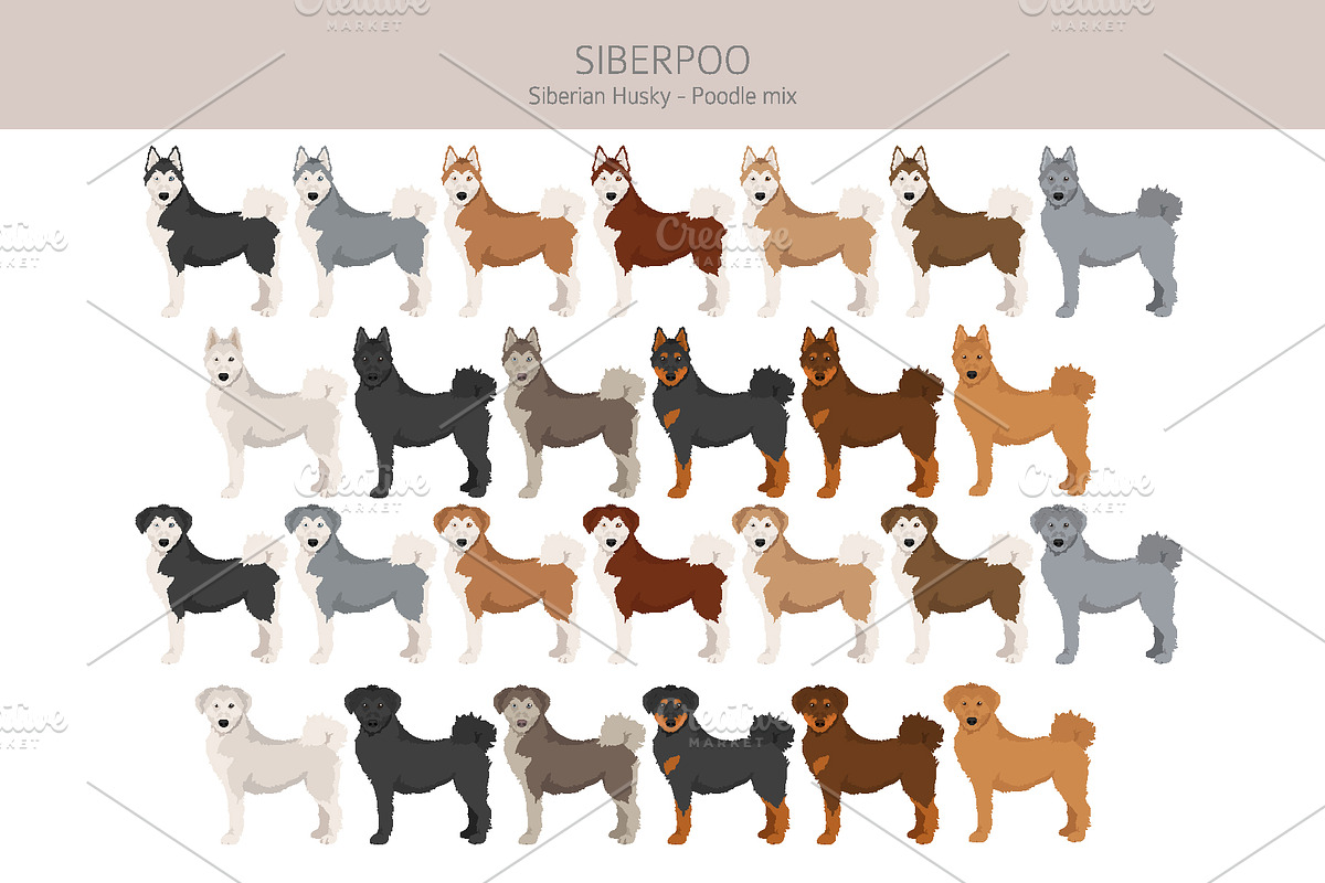 Siberpoo (Siberian Husky Poodle mix), an Animal Illustration by pet design shop (Photo 2 of 6)