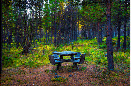 Wooden picnic table in a forest, a Nature Photo by Nick Fox