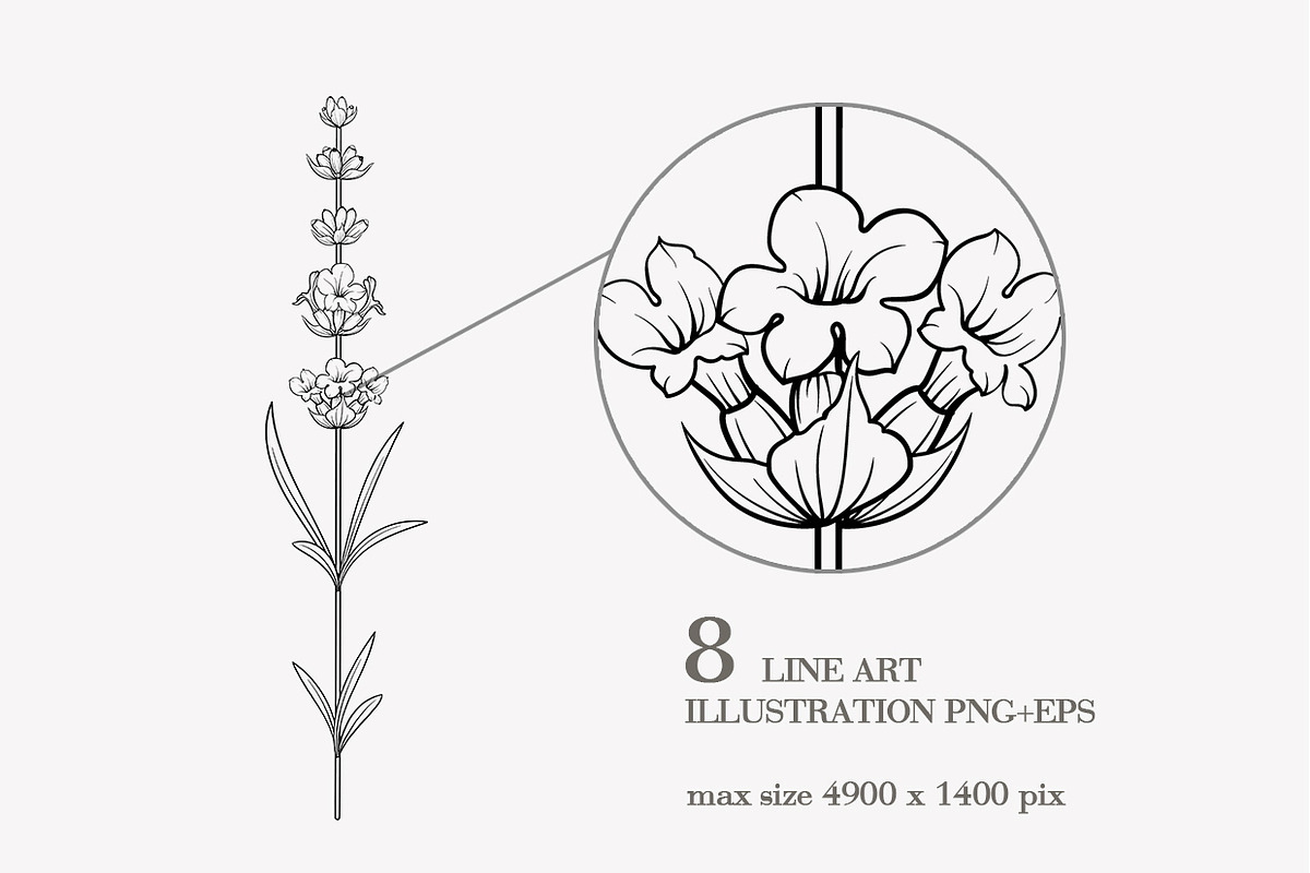 34 Lavender branch and bouquet, an Illustration by Kotkoa (Photo 6 of 7)